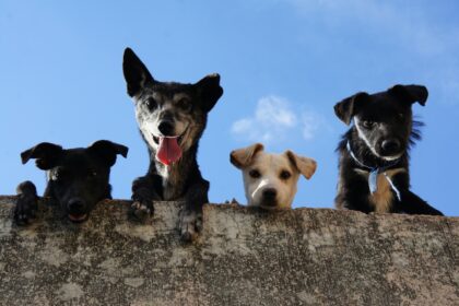 Four dogs looking down at the camera from a ledge