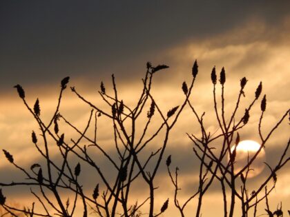 Winter sunrise with tree in foreground