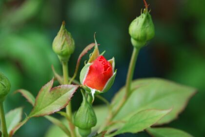 Rose bud in bloom