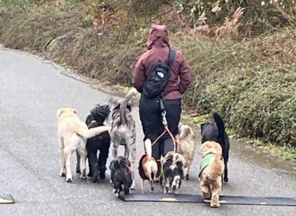 Person walking a multitude of dogs