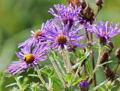 Purple aster flowers